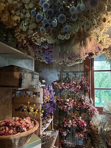 fleurs-sechees-ferme-petit-quesnoy